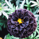 25+ Hybrid Black Marigold Seeds for Garden Planting - USA - FREE SHIPPING! Garden Plants