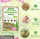 4 Sphagnum Moss  Premium Natural Orchid Terrarium Reptile Substrate Indoor Plant Orchids