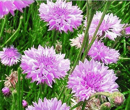CORNFLOWER MAUVE PURPLE Centaurea Cyanus - 250 Bulk Seeds Garden Plants