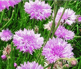 CORNFLOWER MAUVE PURPLE Centaurea Cyanus - 250 Bulk Seeds Garden Plants