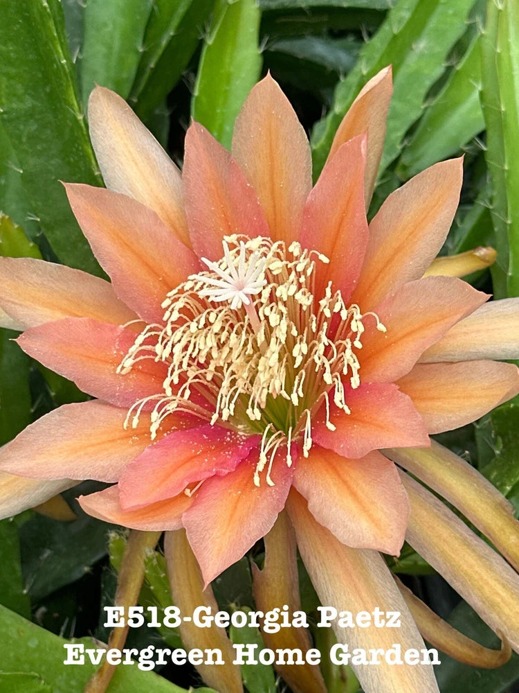 Orange orchid cactus flower with peach petals and white stamens