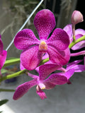 V. Pakchong Blue X  V Patchara Delight Orchid Orchids