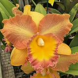 (389-1)Rlc.Curtis Oda Volcano Queen   young plant Orchids