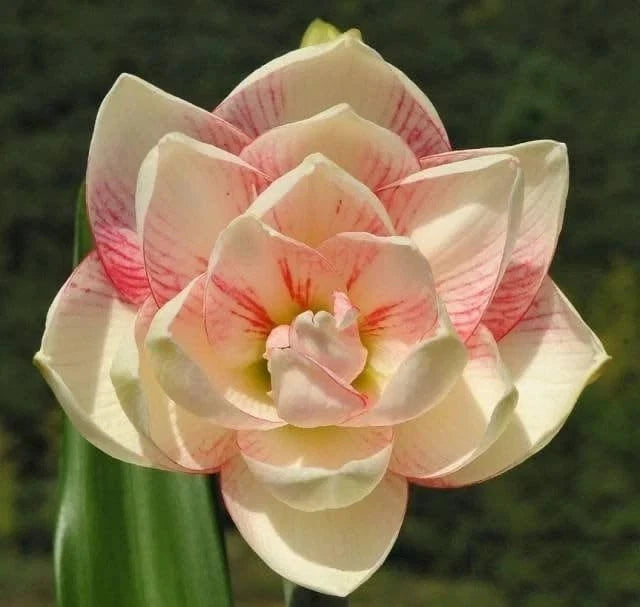 Rainbow amaryllis lily flower with layered cream and pink petals