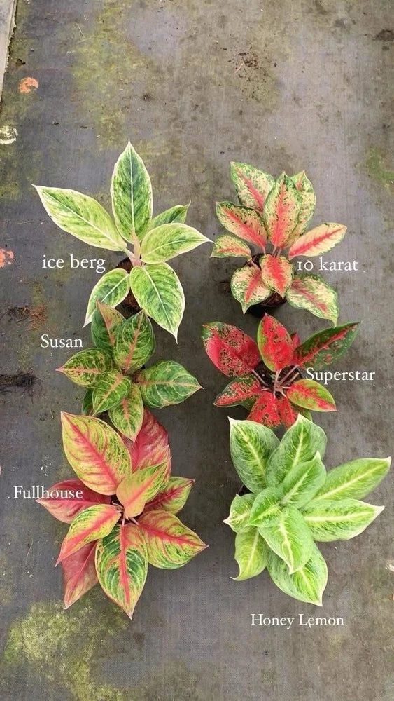Aglaonema plant with multicolor variegated leaves
