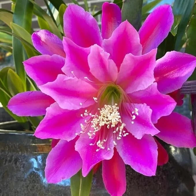 Pink orchid cactus epiphyllum oxypetalum flower with magenta petals and pale center