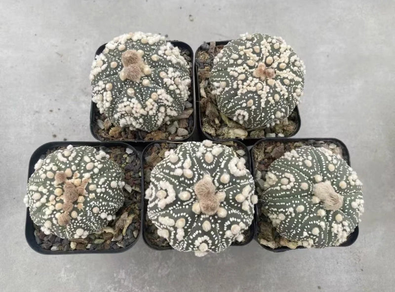 5pc 6-7cm Rare Cacti Astrophytum asterias Hanazono  Boutique Decor Garden Garden Plants