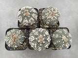 5pc 6-7cm Rare Cacti Astrophytum asterias Hanazono  Boutique Decor Garden Garden Plants