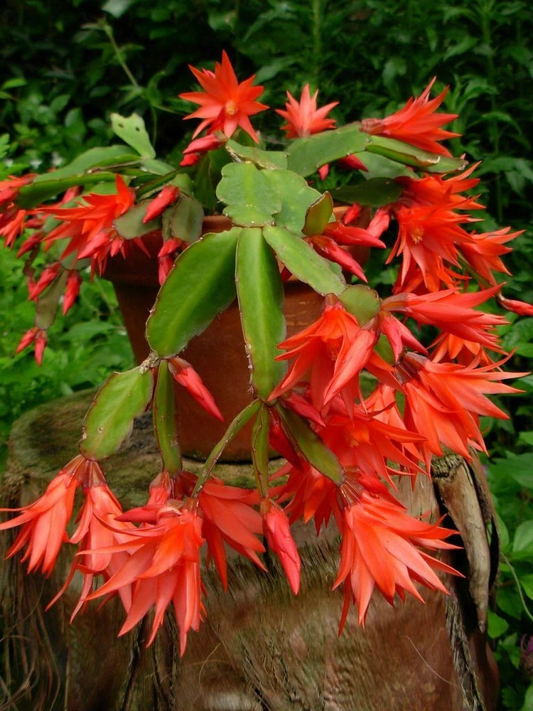 Epiphyllum orchid cutting plant with orange-red blooms and green succulent leaves