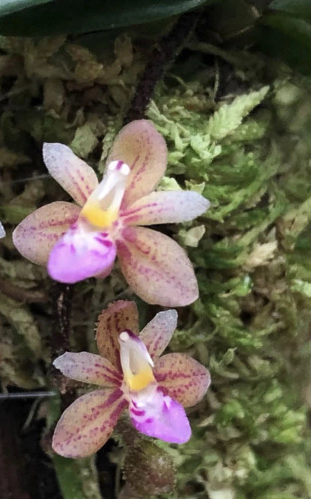 Miniature orchid plant with two pink-speckled flowers and yellow centers on green moss