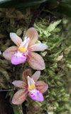 Miniature orchid plant with two pink-speckled flowers and yellow centers on green moss