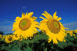 Sunflowers Beautiful Yellow Flowers Blue Sky Background Floral Photograph Sunflower