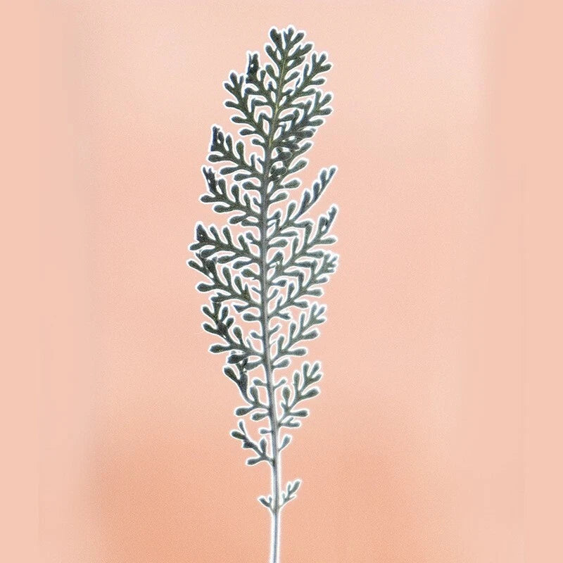Pressed dried leaf sprig with fine branch-like leaves, blue-green and pale outlines
