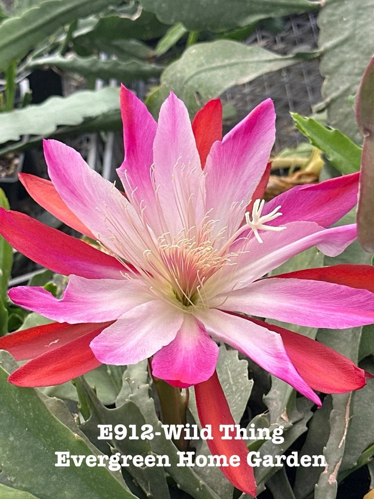 Pink and white orchid cactus bloom in 4-inch starter pot