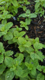 10 Live Peppermint plants bare root, Organic, Green Plant