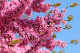 25 JUDAS TREE European Redbud Love Tree Cercis Siliquastrum Pink Purple Flower S Flowering Plants