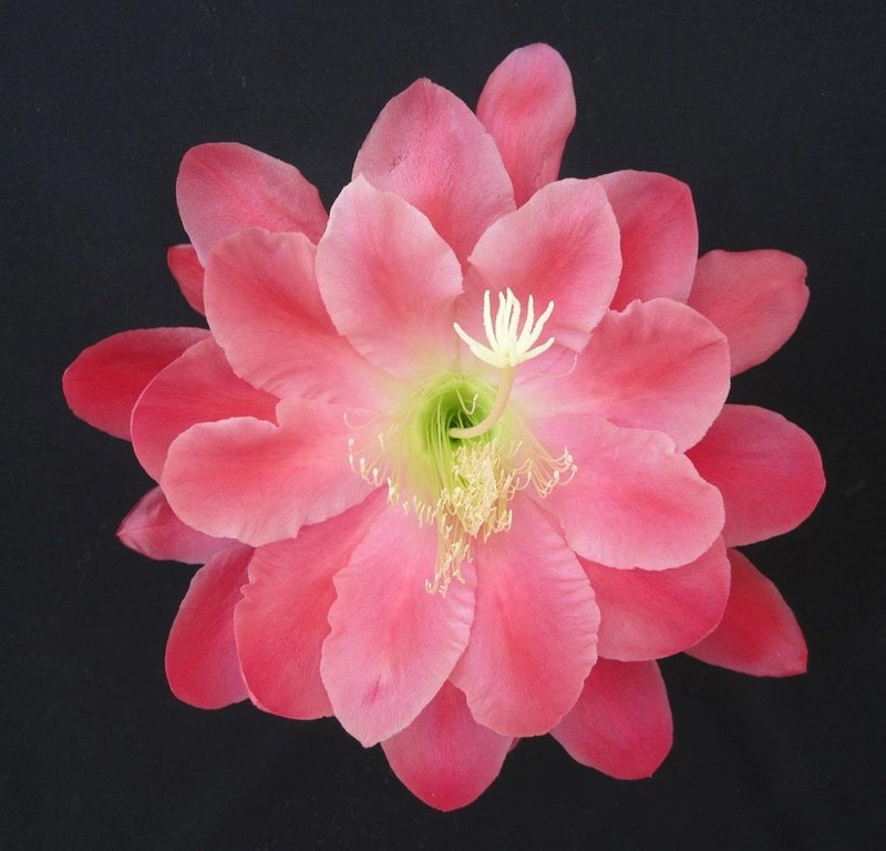 Pink orchid cactus flower with ruffled petals and yellow-green center