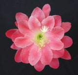 Epiphyllum, Orchid Cactus, "OLYMPIAD ", Don's Quart pots MAR/3 Orchids