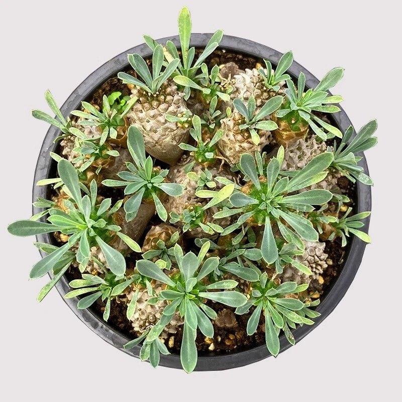 Multi-head succulent cactus plant with green fleshy stems in small round pot