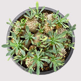 12cm Succulent Cactus Plant Euphorbia Gabizan_9-12 Heads_Cactaceae Garden Plant Garden Plants
