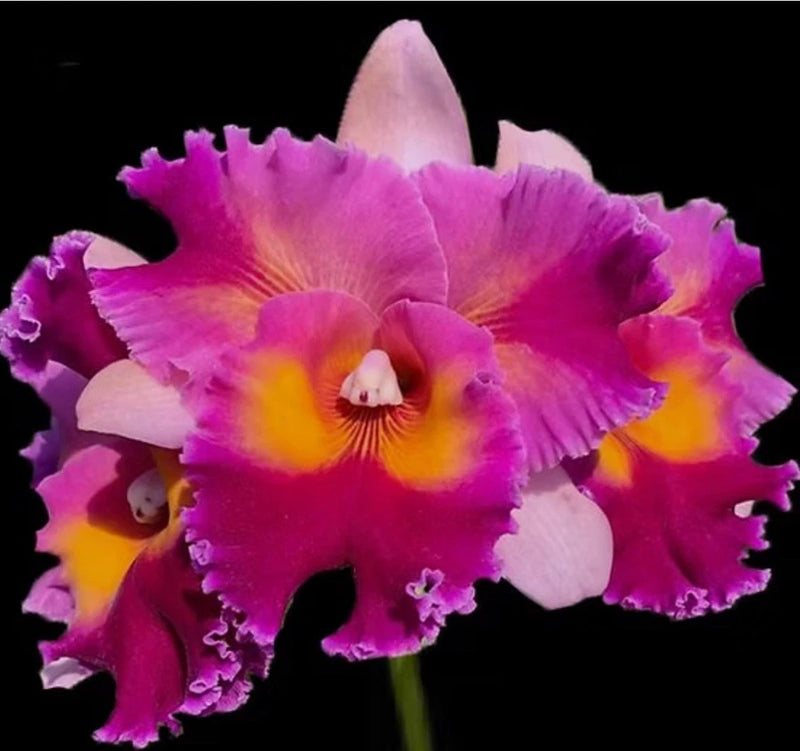 Live orchid plant with double blooms, purple-pink petals and yellow-orange centers