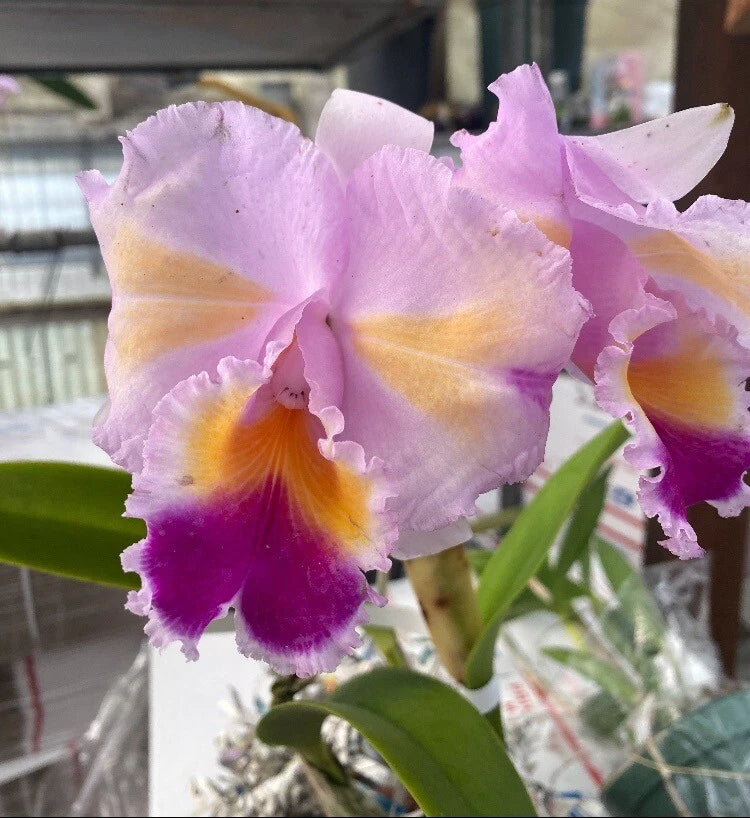 Purple and yellow orchid blooms with ruffled petals and green leaves
