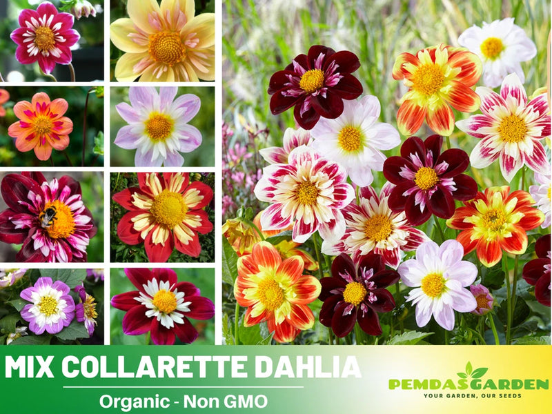 40+ Seeds|  Mix Collarette Dahlia Perennial Seeds  #D047 Garden Plants