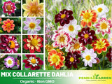 40+ Seeds|  Mix Collarette Dahlia Perennial Seeds  #D047 Garden Plants