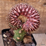 D4028 GYMNOCALYCIUM MIHANOVICHII CRESTED GRAFT pot8-H13-W10 cm MAMA CACTUS Green Plant