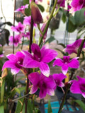 (690-2) Den.Enobi x Den.Burana Doll     BS Orchids