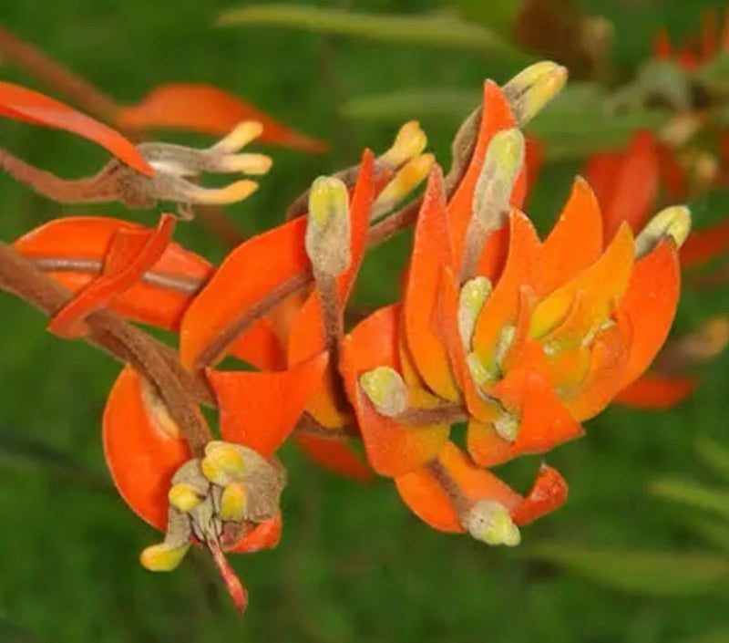 Orange orchid flower spikes with clustered blooms and green buds