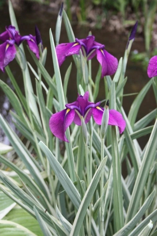 B2GO FREE Japanese Ensata Variegated Purple Iris Tuber For Ponds Or Dry Land Garden Plants