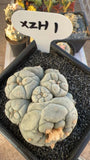 1 Premium Multi-headed Specimens Self-rooted Beautiful Premium Garden Selections Garden Plants