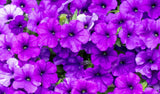 100 PURPLE PETUNIA Hybrida Pollinator Garden Container Flower Seeds Garden Plants