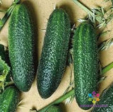 25+ Cool Breeze India Cucumber Seeds for Garden Planting - USA - FREE SHIPPING! Garden Plants