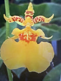 ORCHID PLANTS Grower Ramsey Ons One rooted bulb bare root Orchids