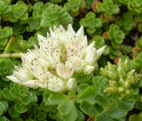 SEDUM SUMMER SNOW STONECROP Phedimus Spurium - 200 Bulk Seeds Garden Plants