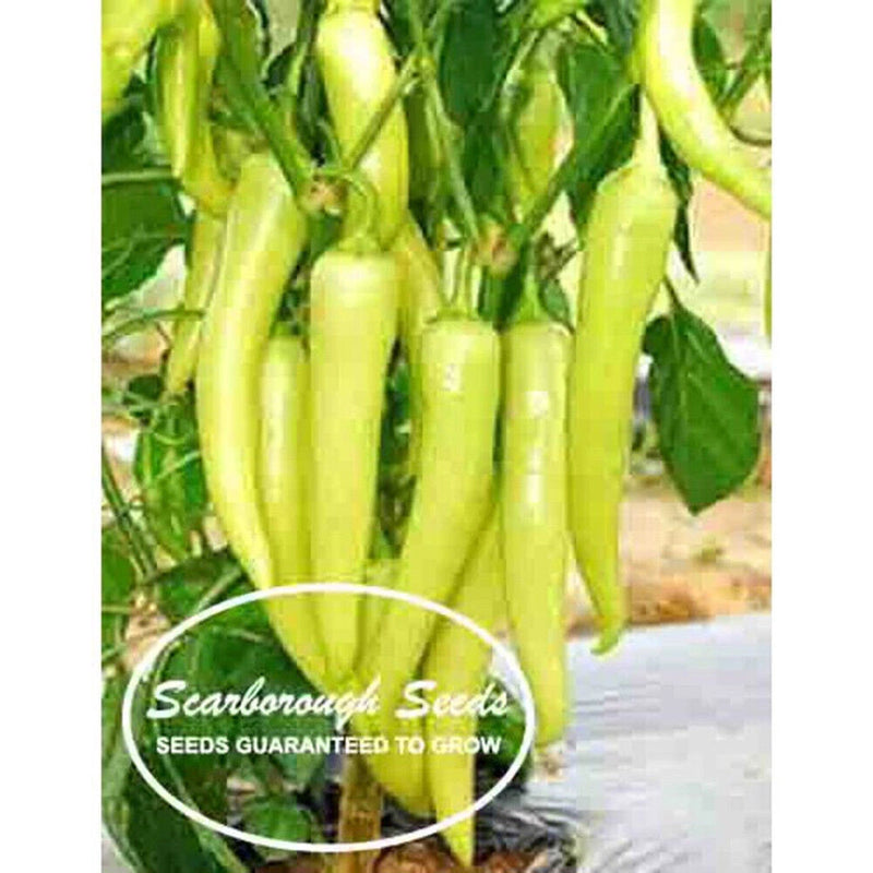 SCARBOROUGH SEEDS Sweet Banana Pepper 100 Seeds Non GMO Fresh Garden Seeds Garden Plants