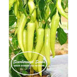 SCARBOROUGH SEEDS Sweet Banana Pepper 100 Seeds Non GMO Fresh Garden Seeds Garden Plants