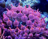 WYSIWYG 4 inches Rainbow Bubble tip anemone.Coral, Zoa, LPS, SPS. Anemone