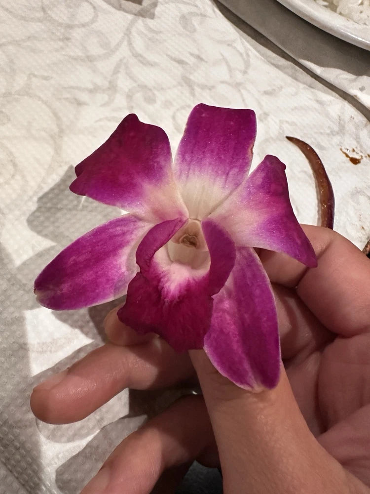 Purple and white orchid bloom with five petals held in hand