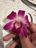 Dendrobium Kingianum ÔwaldorÕ Nice Shape Fragrant Orchid Blooming Size Orchids