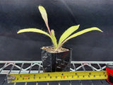 Epiphyllum pumilum x oxypetalum hybrid seed grown Orchids