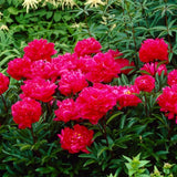 2/3 Eyes, Karl Rosenfield Peony Flower Bulbs Bare Roots (Bag of 3) Peony