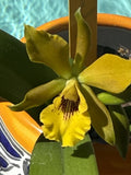 ORCHID PLANTS Golden Sunburst 2 in pot no bloom bs Orchids
