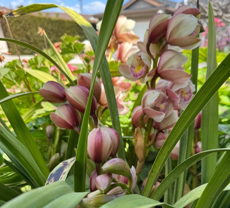 Pink and peach cymbidium orchid houseplant with flower spikes and green leaves