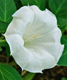 100+ Angle's Trumpet, Datura White Moon Flower, Texas Seeds, GREAT germination! Flowering Plants