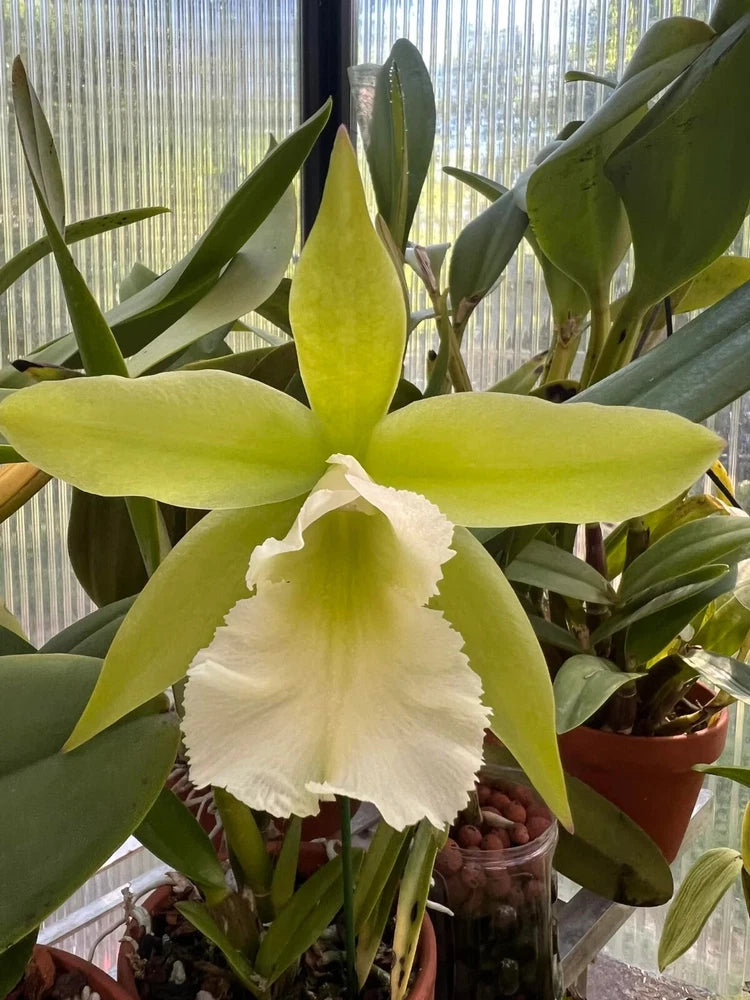 Orchid plant with large green and white flower and surrounding green leaves