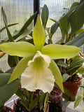 Orchid plant with large green and white flower and surrounding green leaves