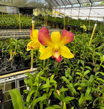 Yellow and magenta Dendrobium honey orchid with green leaves in 4-inch pot